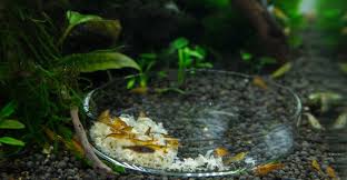 Add a few drops of potassium iodine to the tank when your crayfish begins exiting its shell. Feed Tray For Shrimp In An Aquarium Aquascaping Wiki Aquasabi