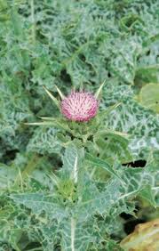 Milk Thistle Health Benefits Milk Thistle Herbs Healing Herbs