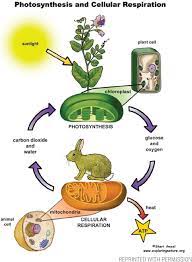Introduces the process of extracting energy from glucose. Do Plants Breathe Nsta