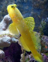 Maybe you would like to learn more about one of these? Yellow Watchman Goby Pictures 2 Photo Video Discussion Nano Reef Community