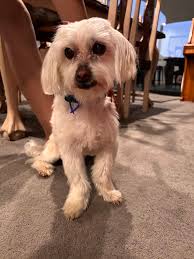 Update: The dog is now home with his owners. Thank you to the person who  knew who the guy was and got him to contact me. It is greatly appreciated  to eveyone