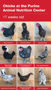 Is 'megan is missing' movie based on real life cases. How To Switch To A Chicken Layer Feed Polish Chickens Breed Silkie Chickens Chicken Breeds