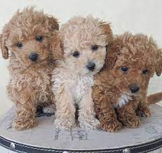 Mini Poodles For Adoption Near Me Mini Poodle Puppy Mini Poodles Miniature Poodle Puppy