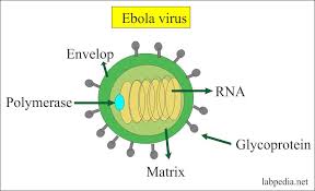 A person infected with ebola virus will typically develop ebola can not be caught through routine social contact, such as shaking hands, with people who do not have symptoms. Ebola Virus Haemorrhagic Fever Labpedia Net