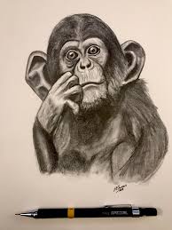 This is a graphite pencil drawing of a juvenile chimpanzee. The Questioning Monkey Drawn From A Pencil This Little Guy Was Fun To Draw Process Photos On My Instagram Page If Interested Drawing