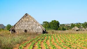 The vinales valley is heart of the tobacco production in kuba. Tabakfeld Im Vinales Tal Kuba Reisebericht Reisen Kuba