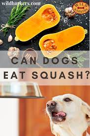 Can Dogs Eat Squash Can Dogs Eat Dog Eating Squash