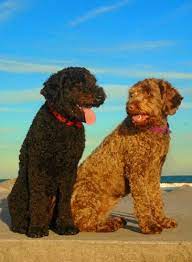 Photo Album Tamaruke Australian Labradoodles Labradoodle Australian Labradoodle Labradoodle Puppy