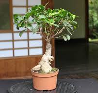 Care guide for the Ficus Bonsai tree (Retusa and Ginseng ...