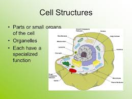Plant and animal cell structure and function quizlet. Animal And Plant Cells Animal Vs Plant Cell Animalplant Ppt Download