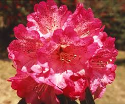 Shali Heights Shimla Himachal Himalaya India Trees And Orchids Found In Westren Himalayas Orchids Rhododendron Flowers