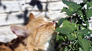 Kedi Nanesi Nedir Ne Demektir Anlami Laf Sozluk