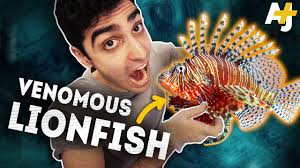 Why eating this fish could save coral reefs