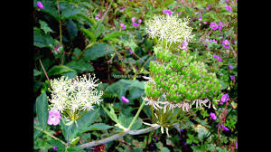 Valley Of Flowers Valsala Mohan This Is For Those Who Love Flowers Valley Of Flowers Love Flowers Flowers