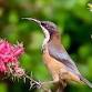 Gardens for Bees, Birds & Butterflies event image