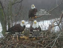 Trio Bald Eagle Nest Cam Live Stewards Of The Upper Mississippi River Refuge Bald Eagle Nest Cam Eagle Nest