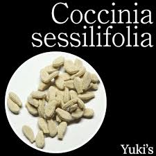 Image result for Coccinia sessilifolia