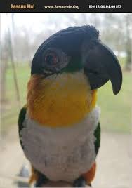 Adopt 18040400197 Pet Bird Rescue Carmel In Pet Bird Pet Birds Pets