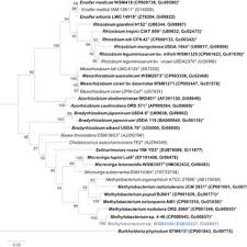 Image result for Dichilus bainesii