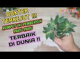 Lendir akan menetes di belakang tenggorokan dan menyebabkan gatal dan kering di tenggorokan. Paru Paru Sehat Seumur Hidup Segera Cari Rumput Ini Youtube Kesehatan Kesehatan Alternatif Obat Alami