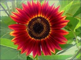 Cat Patches Red Sunflower Red Sunflowers Flower Seeds Sunflower