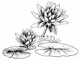 Free shipping, fast and secure order processing. Lily Pad Flower Coloring Pages Coloring Home