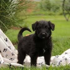German shepherd mix puppies missouri. Shepadoodle Puppies For Sale Greenfield Puppies