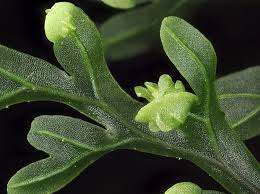 Image result for Hymenophyllum triangulare