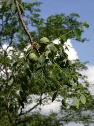 Image result for Sclerocarya birrea
