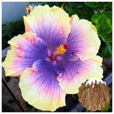 Image result for Hibiscus seineri