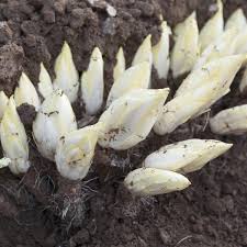 Difficile de retrouver cette parenté. Endive Nt Racines Ferme De Sainte Marthe