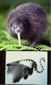 Did You Know The Female Kiwi From New Zealand Lays An Egg That S Around 20 Percent Of Its Body Weight That S Like A 60 Animals Beautiful Birds Flightless Bird