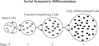 What makes a color so colorful? Plos Computational Biology Animal Cell Differentiation Patterns Suppress Somatic Evolution