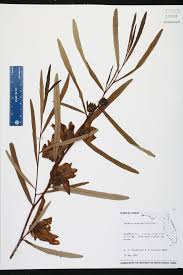 Image result for Antizoma angustifolia