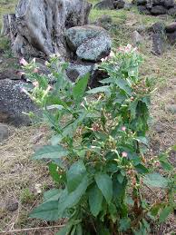 Image result for Nicotiana tabacum