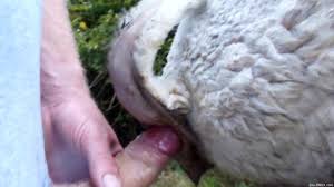 Sheep pleasure session with a really horny animal