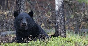 Best Black Bear Shot Placement Photograph By Donald M Jones As Ubiquitous As It Is In Many Regions Of The Country Black Bear Sign Can Be Hugely Co Black Bear Black Bear Hunting Bear Hunting