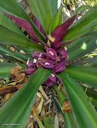 Image result for Tradescantia spathacea