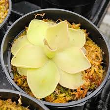 Image result for Pavetta pierlotii