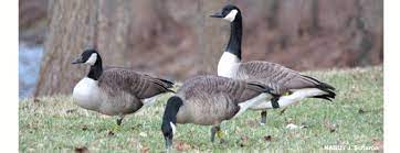 Kanadagänse sind vor allem während des fluges sehr ruffreudig. Nabu Berlin Fg Ornithologie Kanadagans