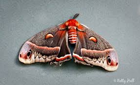 Image result for Cecropia