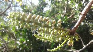 Image result for Bersama lucens