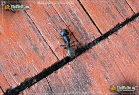 Revised april, 2001 by nova scotia department of environment and labour. Black Carpenter Ant Camponotus Pennsylvanicus