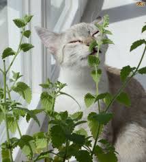 See more ideas about plants, cat friendly plants, planting flowers. Growing Cat Friendly Plants Pets4homes