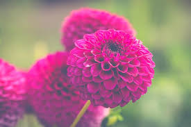 زهور أقحوان زهرة وردية الألوان نبات إزهار أرجواني طبيعة خلفية ورق الجدران Pikist