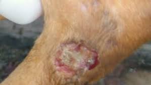 Image result for what do Cheyletiella look like in dog fur