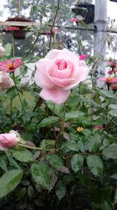 Pin By Priya Khwairakpam On Colors Of My Garden Flowers Plants Rose