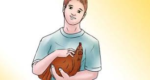 Si votre chien aboie toujours. 3 Manieres De Faire Taire Un Coq Wikihow