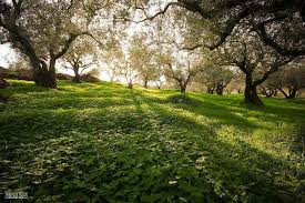 من سهول قرية زواتا نابلس فلسطين country roads palestine sidewalk