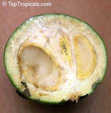 Image result for Pouteria pseudoracemosa